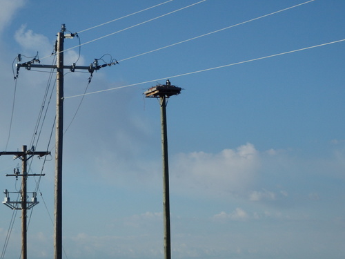 GDMBR: Wetland game management (big business here); this is an Osprey nest.